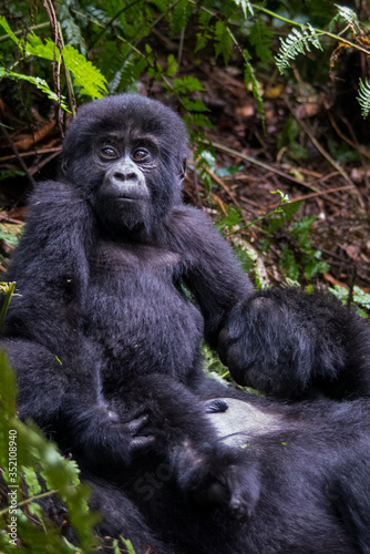 The mountain gorilla (Gorilla beringei beringei) is a subspecies of eastern gorilla. This is the second largest primate in the world © vaclav