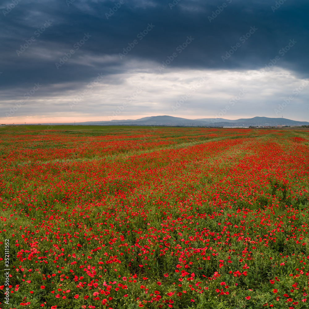 beautiful red poppy field with cloudy sky