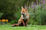 Red fox sitting on the grass in the back garden
