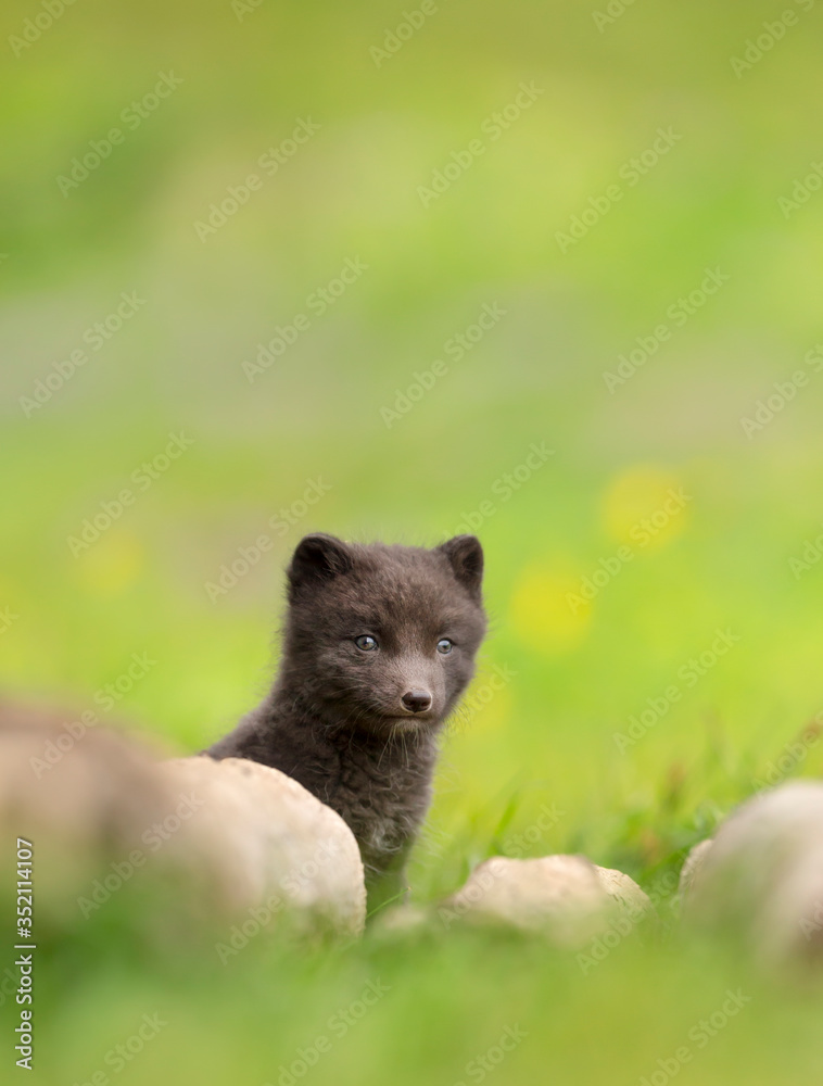 Cute Arctic fox cub hiding behind rocks in the meadow Cute Arctic fox cub hiding behind rocks in the meadow