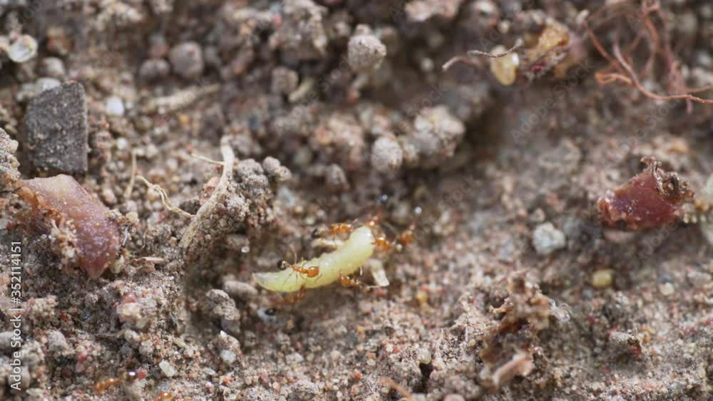 ants are helping to transport the worms for food. ants are helping to transport the worms for food.