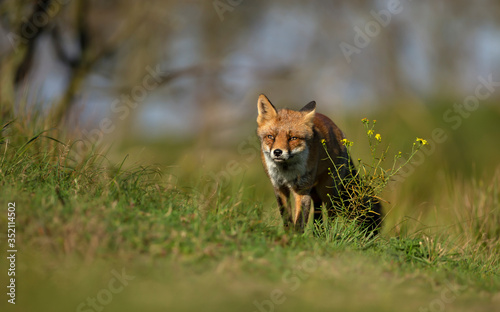 Red fox standing in the meadow