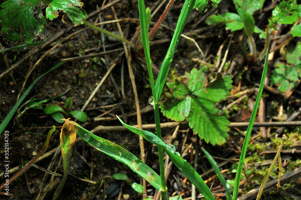 My observations of nature in the spring time period My observations of nature in the spring time period