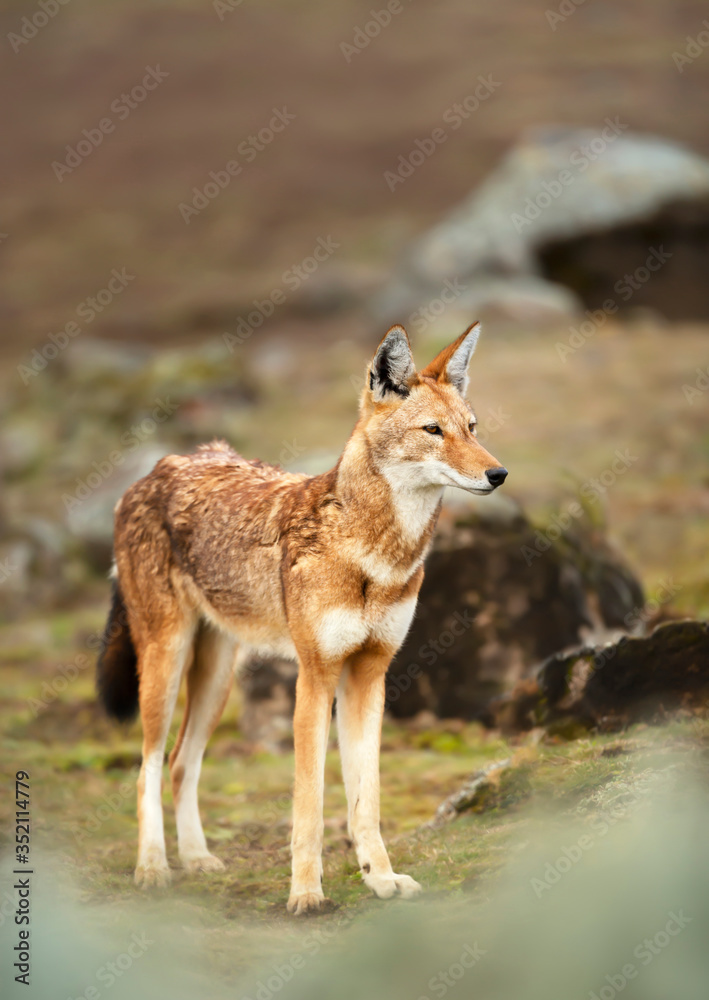 Obraz premium Rare and endangered Ethiopian wolf