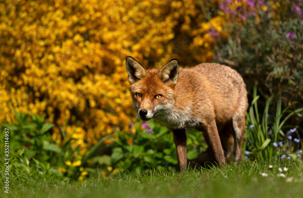 Close up of a red fox in a flower garden Close up of a red fox in a flower garden