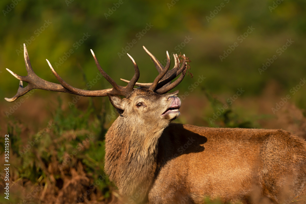 Fototapeta premium Red deer stag standing in fern during rutting season in autumn