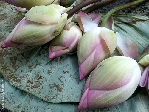 Sacred Lotus Flowers