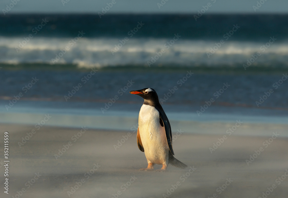 Obraz premium Gentoo penguin standing on a sandy beach