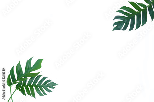Monstera plant isolated on white background