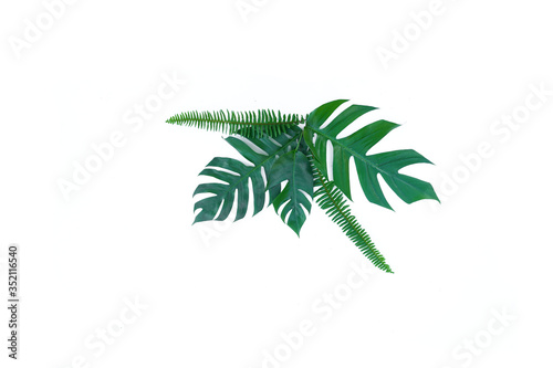 Monstera plant isolated on white background