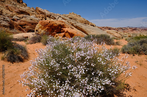 Canvas-taulu Wildflowers bloom in the arid but colorful Nevada desert