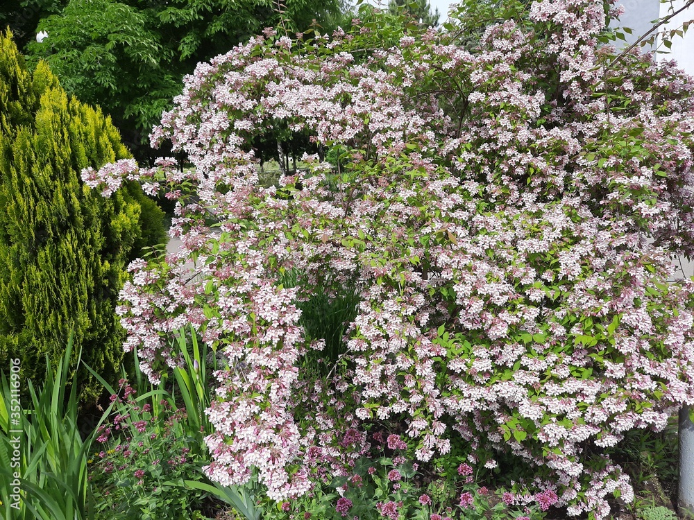 flowers in the garden