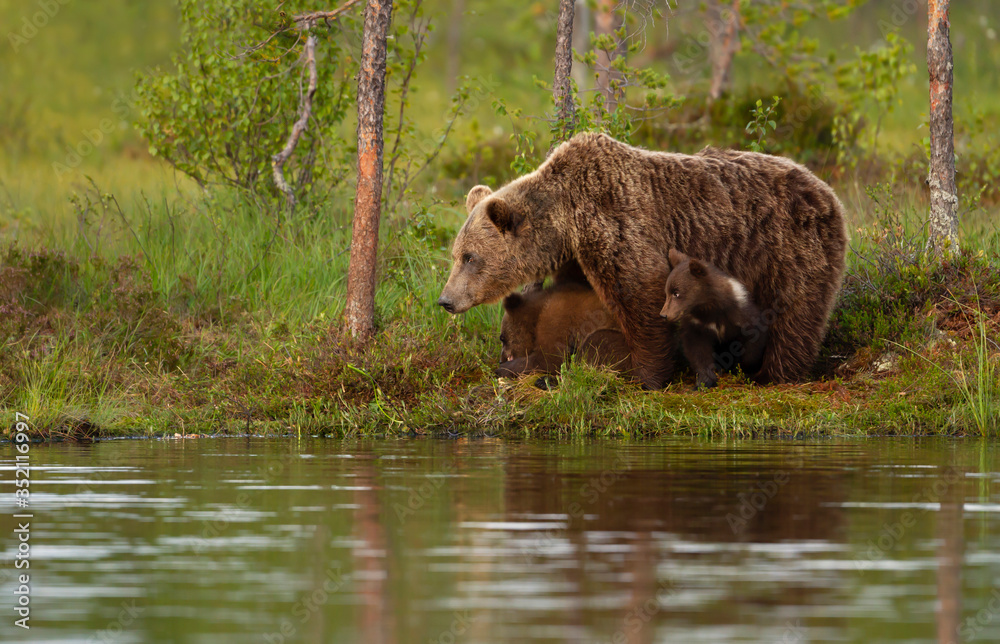 Brown bear cubs playing with mom by a pond