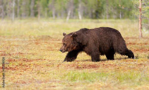 Brown bear male crossing a swamp in summer