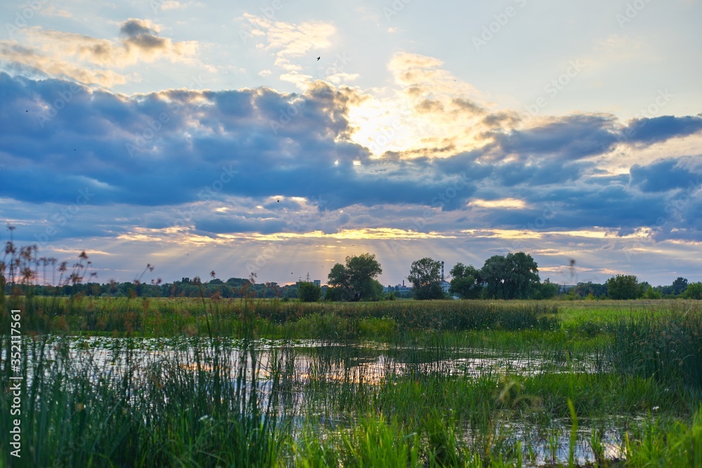 Beautiful nature, swamp pond in the thickets of plants, dramatic sky in clouds with the sun