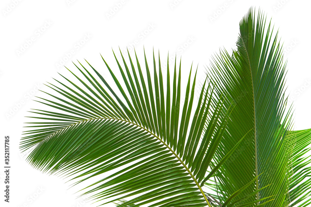 Green leaves palm isolated on white, green leaves palm from tropical. Green leaves palm isolated on white, green leaves palm from tropical.