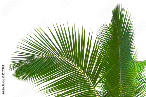 Green leaves palm isolated on white, green leaves palm from tropical.