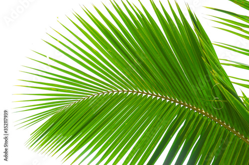 Green leaves palm isolated on white  green leaves palm from tropical.