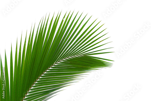 Green leaves palm isolated on white  green leaves palm from tropical.