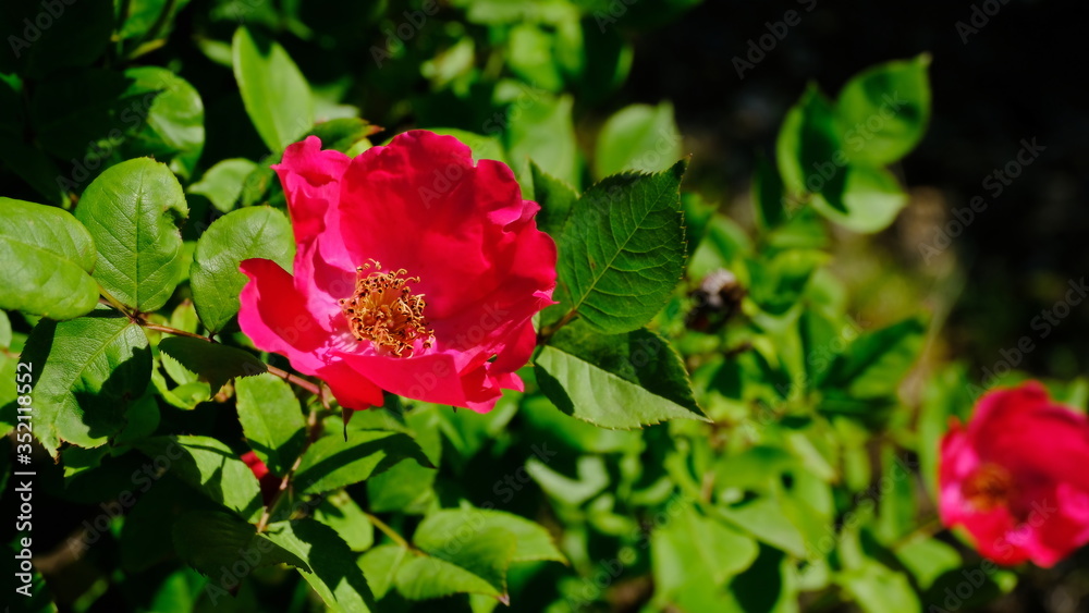 Rosehip buds in a city park
Rosehip buds in a city park