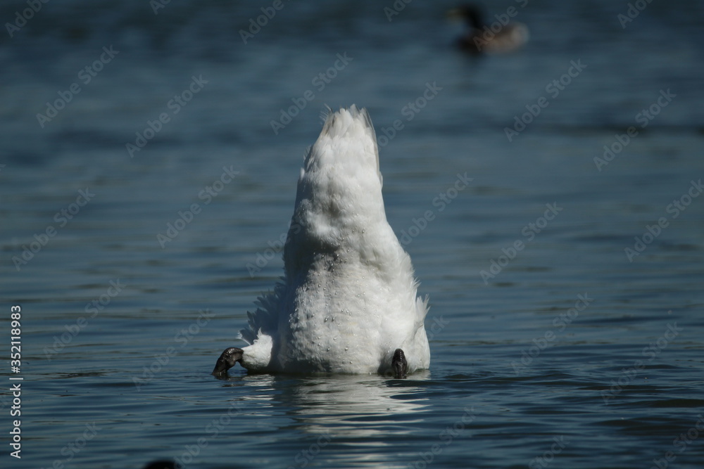 Obraz premium a swan upside down in the water, searching for food or is life just too much to cope with ?
