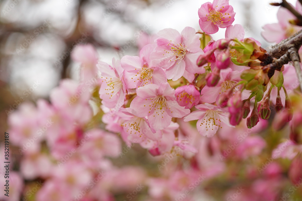 Obraz premium 河津桜の花