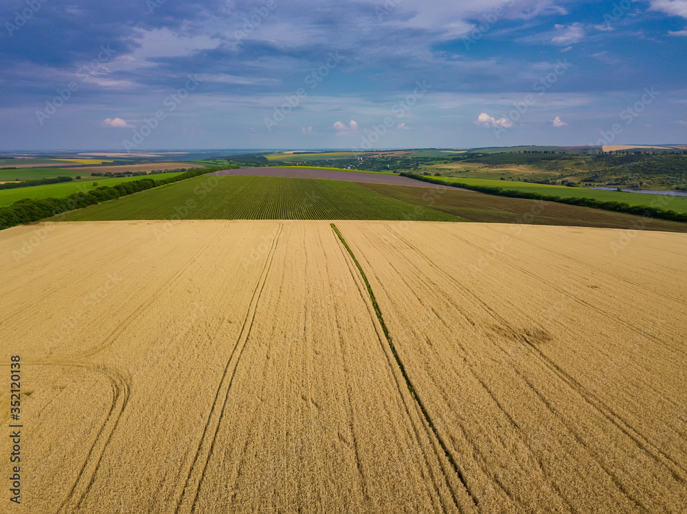 Green fields aerial view before harvest at summer Green fields aerial view before harvest at summer