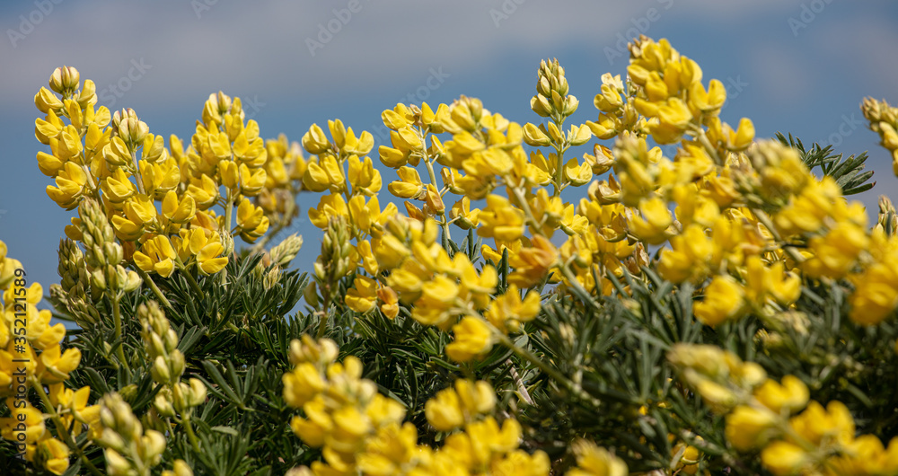 Obraz premium Yellow Tree Lupins in The Wild