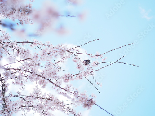 桜の花とひよどり