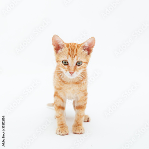Red striped kitten plays, isolated on white background. Adorable tabby baby cat. Animal. Cute young pet.