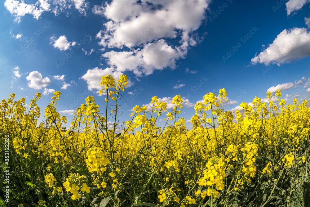 Field of beautiful springtime golden flower of rapeseed with blue sky Field of beautiful springtime golden flower of rapeseed with blue sky
