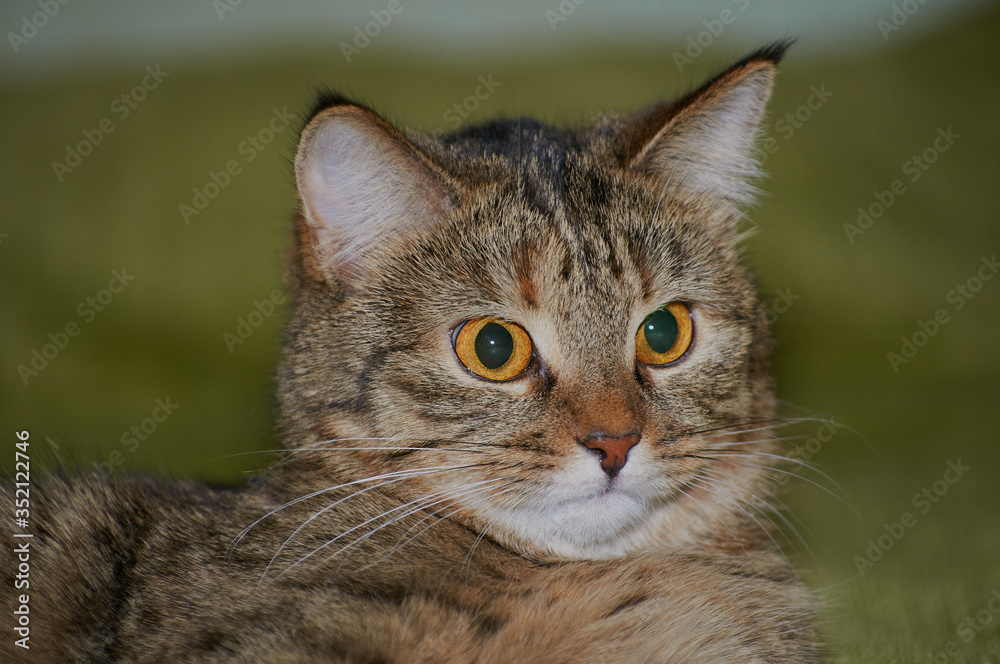 Cute tabby cat with blue eyes and long whiskers looks at camera with a sweet expression. Close-up portrait of a beautiful cat laying indoors. Cute tabby cat with blue eyes and long whiskers looks at camera with a sweet expression. Close-up portrait of a beautiful cat laying indoors.