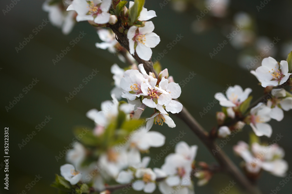 White flowers of blooming Nanking cherry closeup. Soft selective focus. White flowers of blooming Nanking cherry closeup. Soft selective focus.