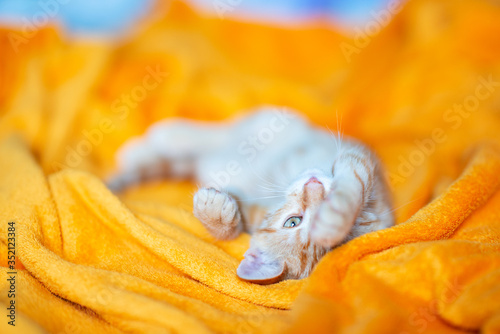 Fototapeta Naklejka Na Ścianę i Meble -  Little red kitten sleeps on sofa. Adorable little pet. Cute child animal. Cat rest at orange plaid.