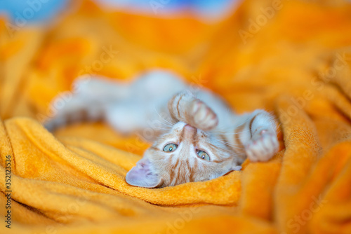 Little red kitten sleeps on sofa. Adorable little pet. Cute child animal. Cat rest at orange plaid. Home sweet home