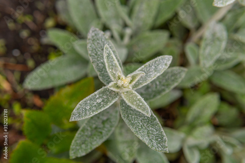 Beautiful flowers woundwort after the rain with drops on its leaves