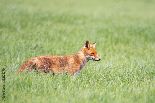 fox walking through a meadow in Luxembourg