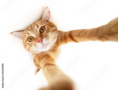 Portrait of tabby ginger cat makes selfie over white background. Adorable pet posing like he takes photos with smart phone. Cute domestic animal. Red cat photographs himself, natural light,wide angle.