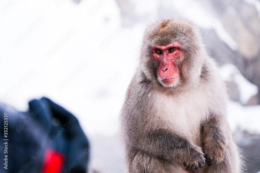 Naklejka premium Red face snow monkey Looking at tourists, Jigokudani Monkey Park in Japan.