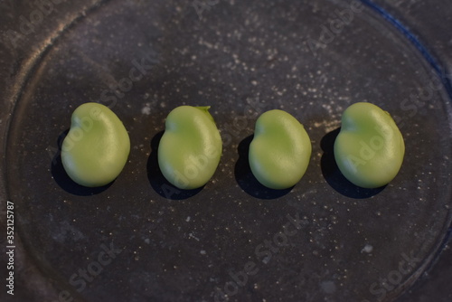 Beautiful broad bean pods and seeds on the plate