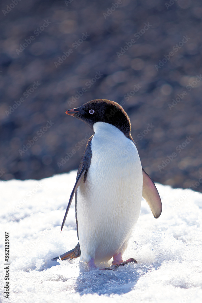 Obraz premium Adele penguin on Ross Island, Antarctica