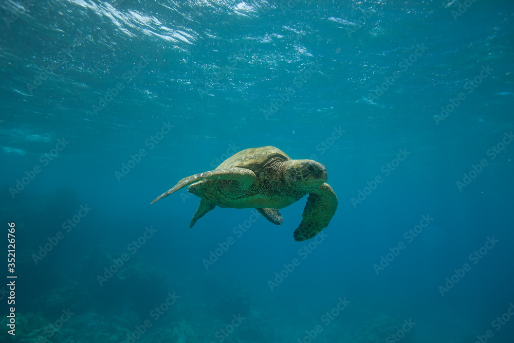 Green Sea Turtle Underwater Swimming in a Sea of Blue