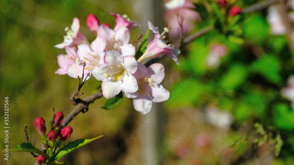 Branches of a flowering bush in a park in spring
Branches of a flowering bush in a park in spring