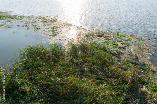 Marginal plants or growth emerged water plant growing on the river bank with some floating garbages such as plastic bottles  balls  and snack packagings