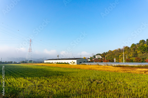 Rice paddy fields in local area of South Korea with town and mountain in the background