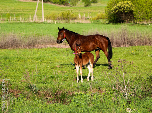  beautiful slender brown mare walks on the green grass in the field, along with small cheerful foal. Horses graze in a green meadow on asunny day.