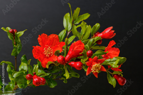 Red Pomegranate flowers (Punica granatum) branch isolated on dark background