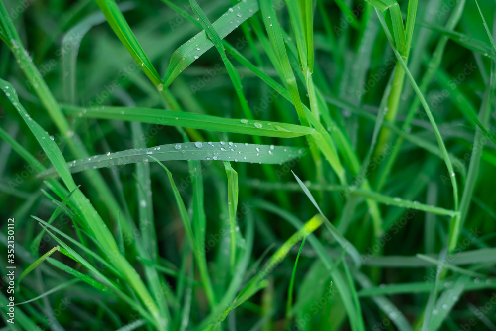 transparent drops of morning dew on the green grass close up transparent drops of morning dew on the green grass close up