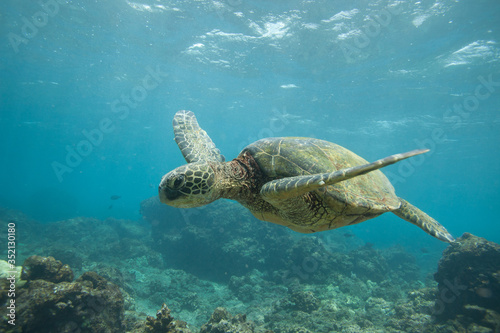 Fototapeta Naklejka Na Ścianę i Meble -  Green Sea Turtle Underwater Swimming in a Sea of Blue