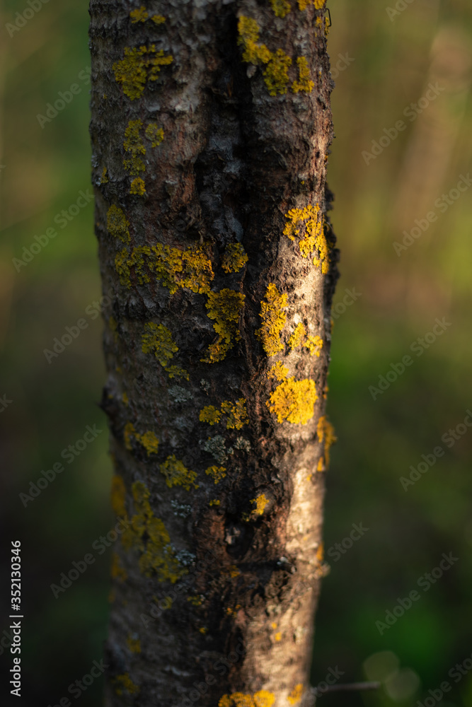 tree trunk with yellow moss at sunset in the forest tree trunk with yellow moss at sunset in the forest